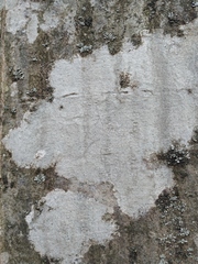 Lecanoromycetes
