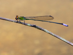 Pseudagrion hageni
