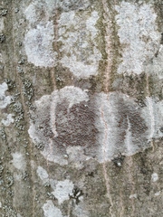 Lecanoromycetes