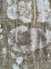 Lecanoromycetes