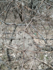 Clematis vitalba