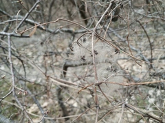 Clematis vitalba