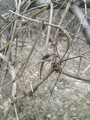 Clematis vitalba