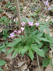 Cardamine quinquefolia