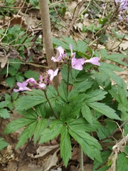 Cardamine quinquefolia