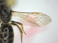 Lasioglossum malachurum
