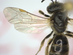 Lasioglossum malachurum