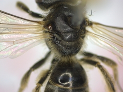 Lasioglossum malachurum