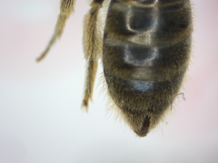 Lasioglossum malachurum