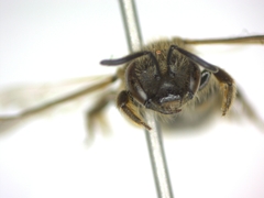 Lasioglossum malachurum