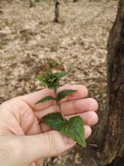 Lamium galeobdolon