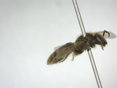 Lasioglossum malachurum