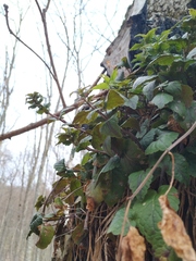 Lamium galeobdolon