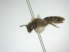 Lasioglossum malachurum