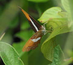 Adelpha cytherea