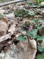 Lamium purpureum