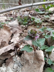 Lamium purpureum