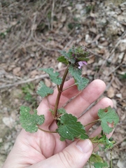 Lamium purpureum