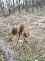 Dipsacus laciniatus