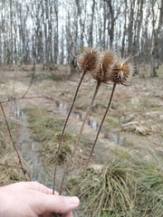 Dipsacus laciniatus
