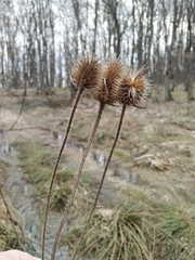 Dipsacus laciniatus