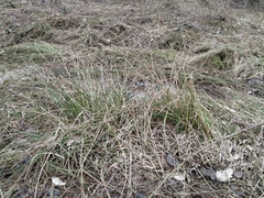 Juncus effusus