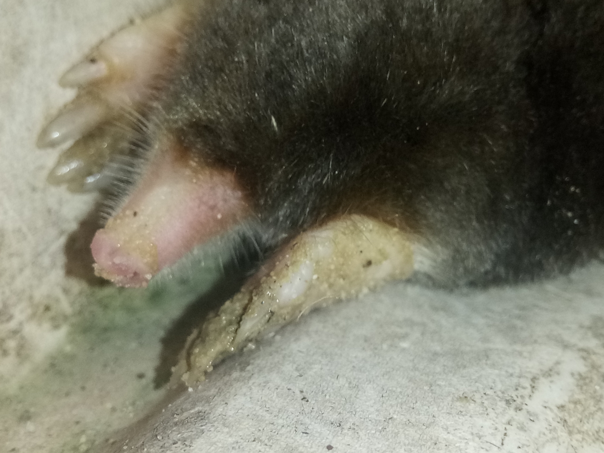White-tailed mole