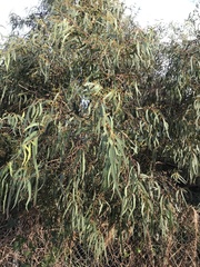 Eucalyptus radiata