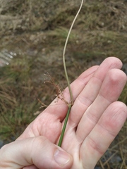 Juncus effusus