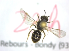 Lasioglossum laticeps