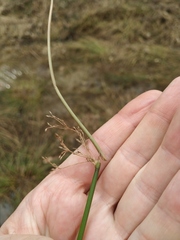 Juncus effusus