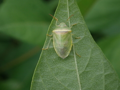Piezodorus hybneri