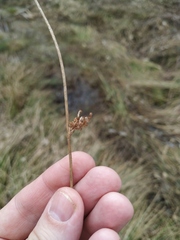 Juncus effusus