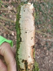 Vuilleminia comedens