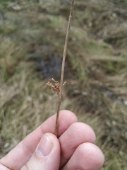 Juncus effusus