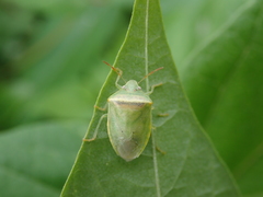 Piezodorus hybneri