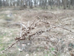 Lythrum salicaria