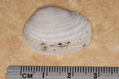 Irus crenatus