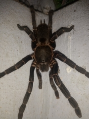 Chilobrachys stridulans