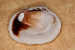 Irus crenatus