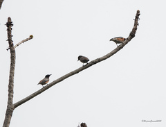 Saroglossa spilopterus