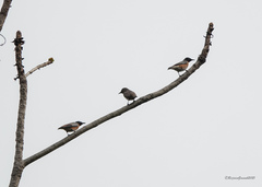 Saroglossa spilopterus