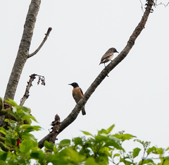 Saroglossa spilopterus