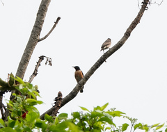 Saroglossa spilopterus