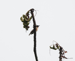 Saroglossa spilopterus