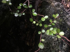 Myrsine aquilonia