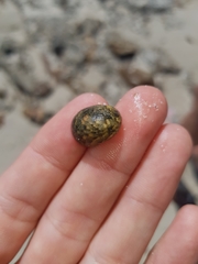 Nerita erythrostoma