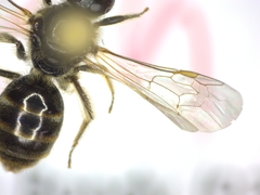 Lasioglossum laticeps