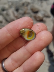 Nerita erythrostoma
