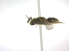 Lasioglossum laticeps
